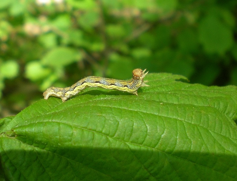 Larva geometride